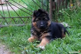Oskar